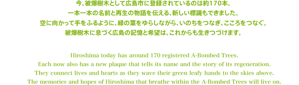 今、被爆樹木として広島市に登録されているのは約170本。一本一本の名前と再生の物語を伝える、新しい標識もできました。空に向かって手をふるように、緑の葉をゆらしながら、いのちをつなぎ、こころをつなぐ。被爆樹木に息づく広島の記憶と希望は、これからも生きつづけます。 Hiroshima today has around 170 registered A-Bombed Trees.Each now also has a new plaque that tells its name and the story of its regeneration.They connect lives and hearts as they wave their green leafy hands to the skies above.The memories and hopes of Hiroshima that breathe within the A-Bombed Trees will live on.